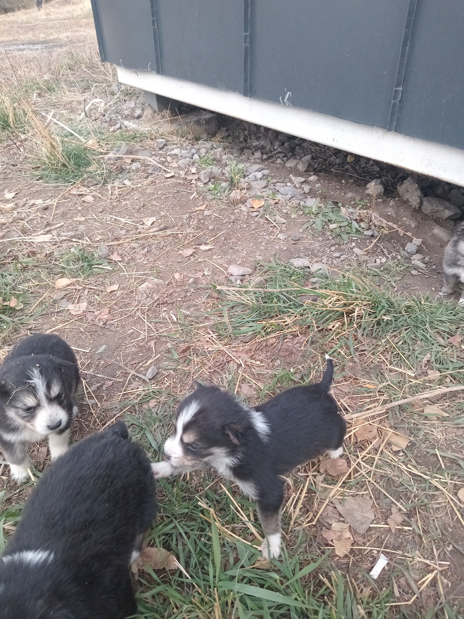 Собачки нуждаются в хозяине