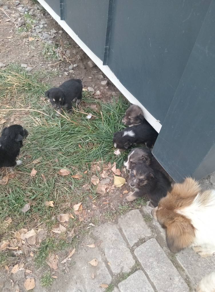 Собачки нуждаются в хозяине