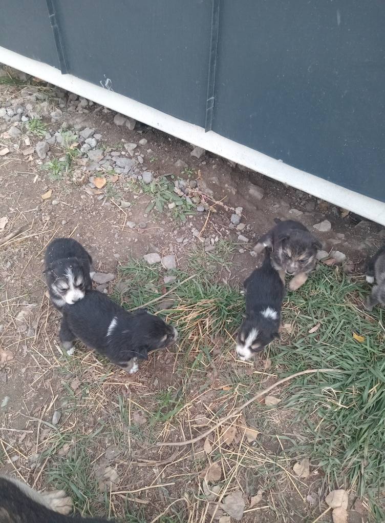 Собачки нуждаются в хозяине