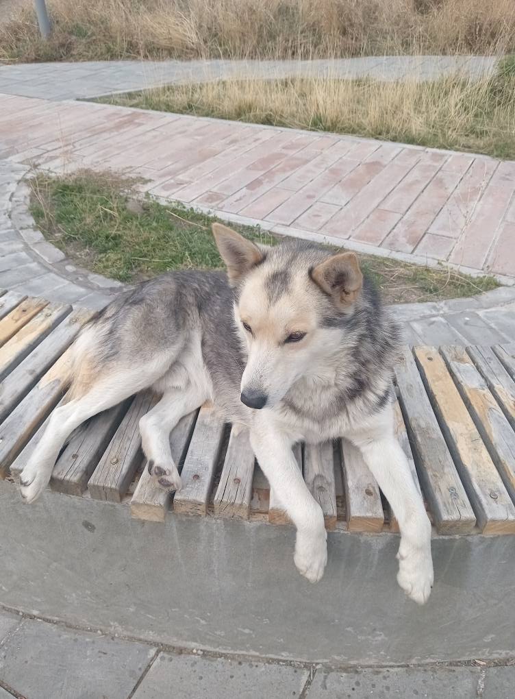 Собачки нуждаются в хозяине