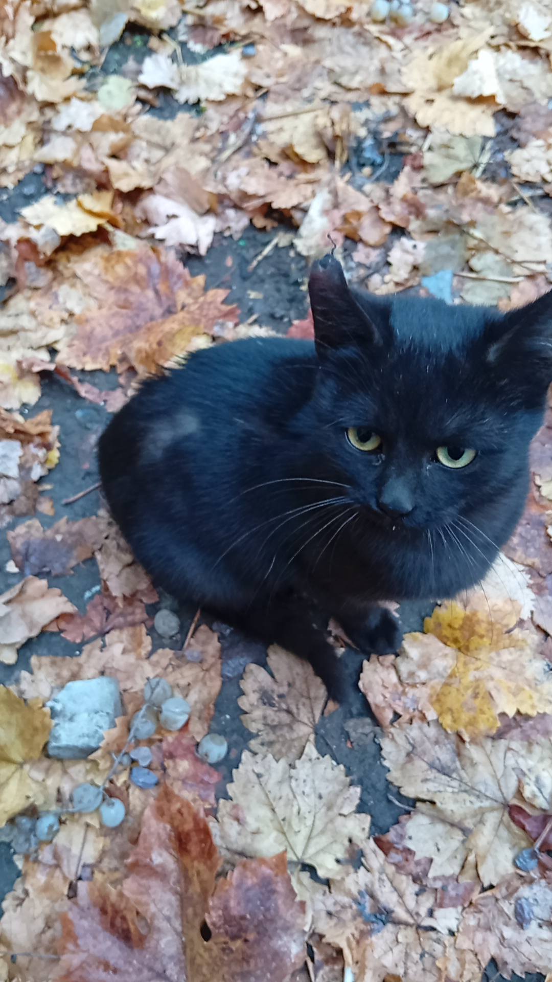 Отдам чёрного котика