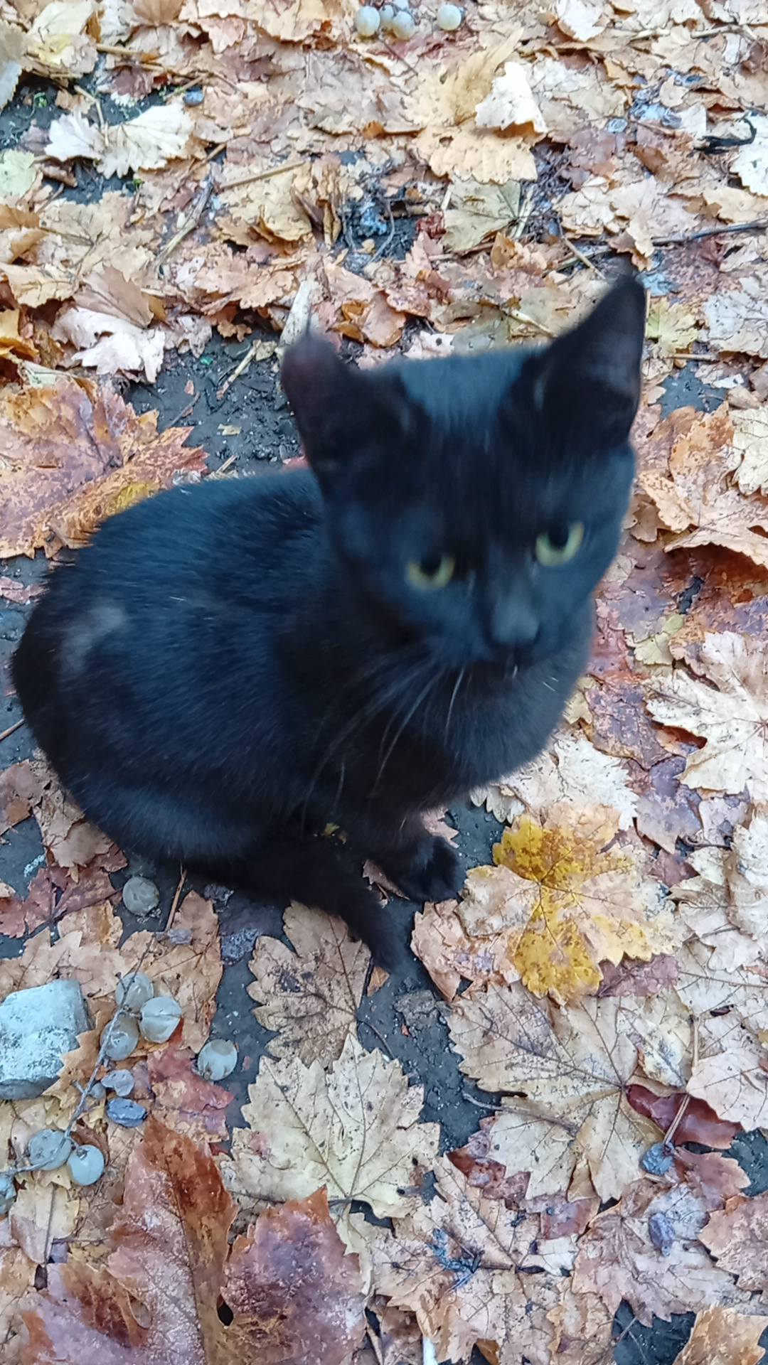 Отдам чёрного котика