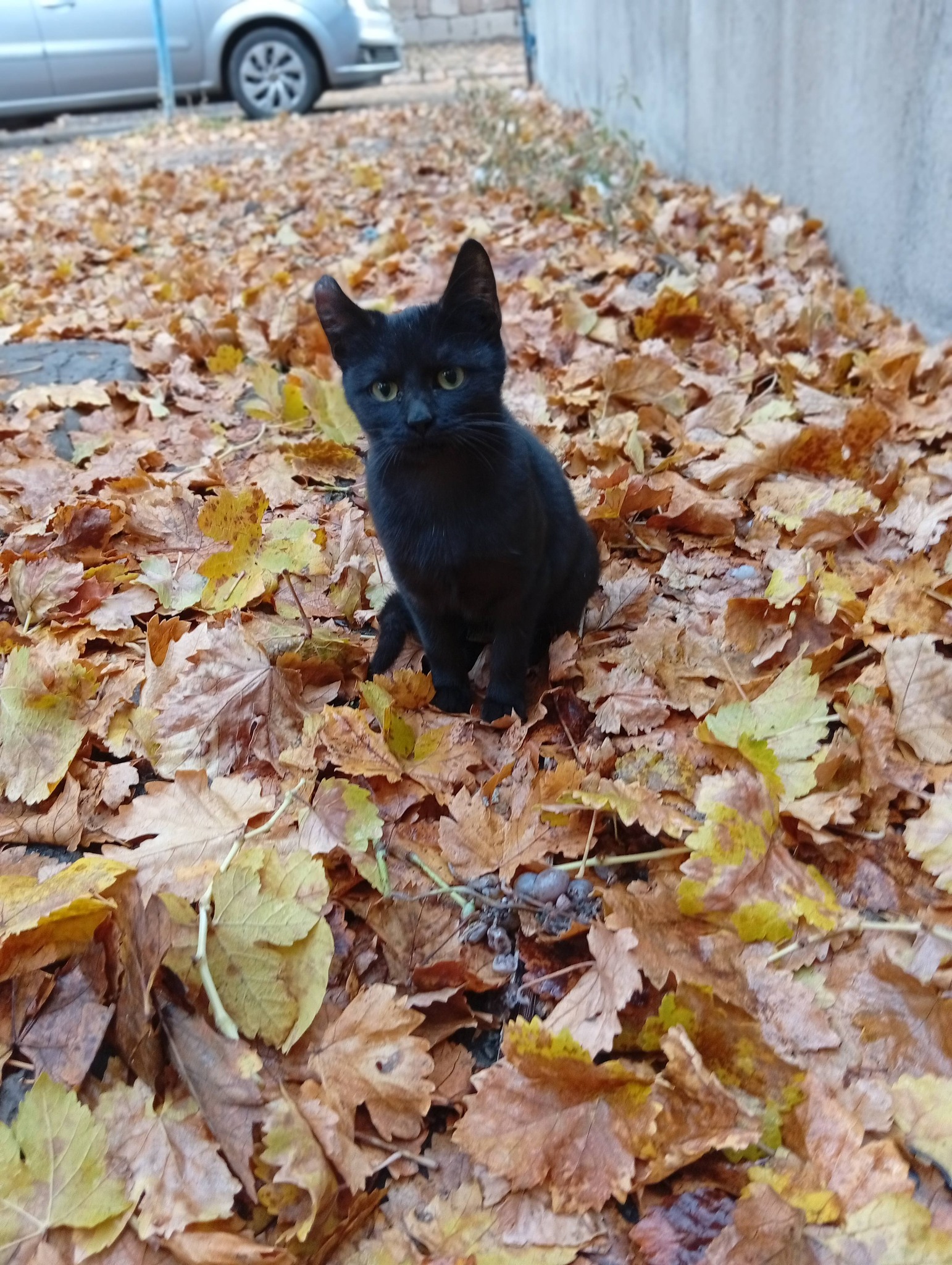 Отдам чёрного котика