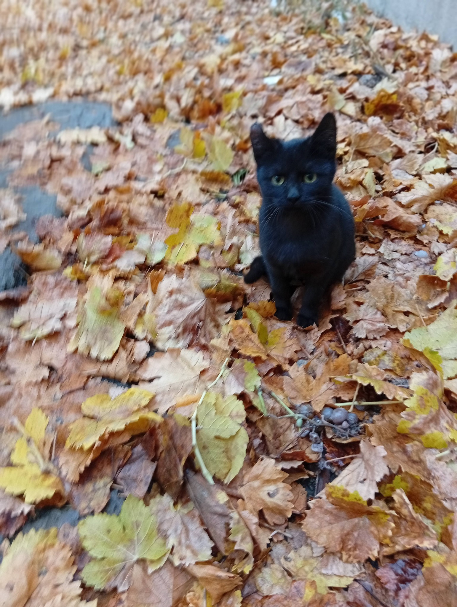 Отдам чёрного котика