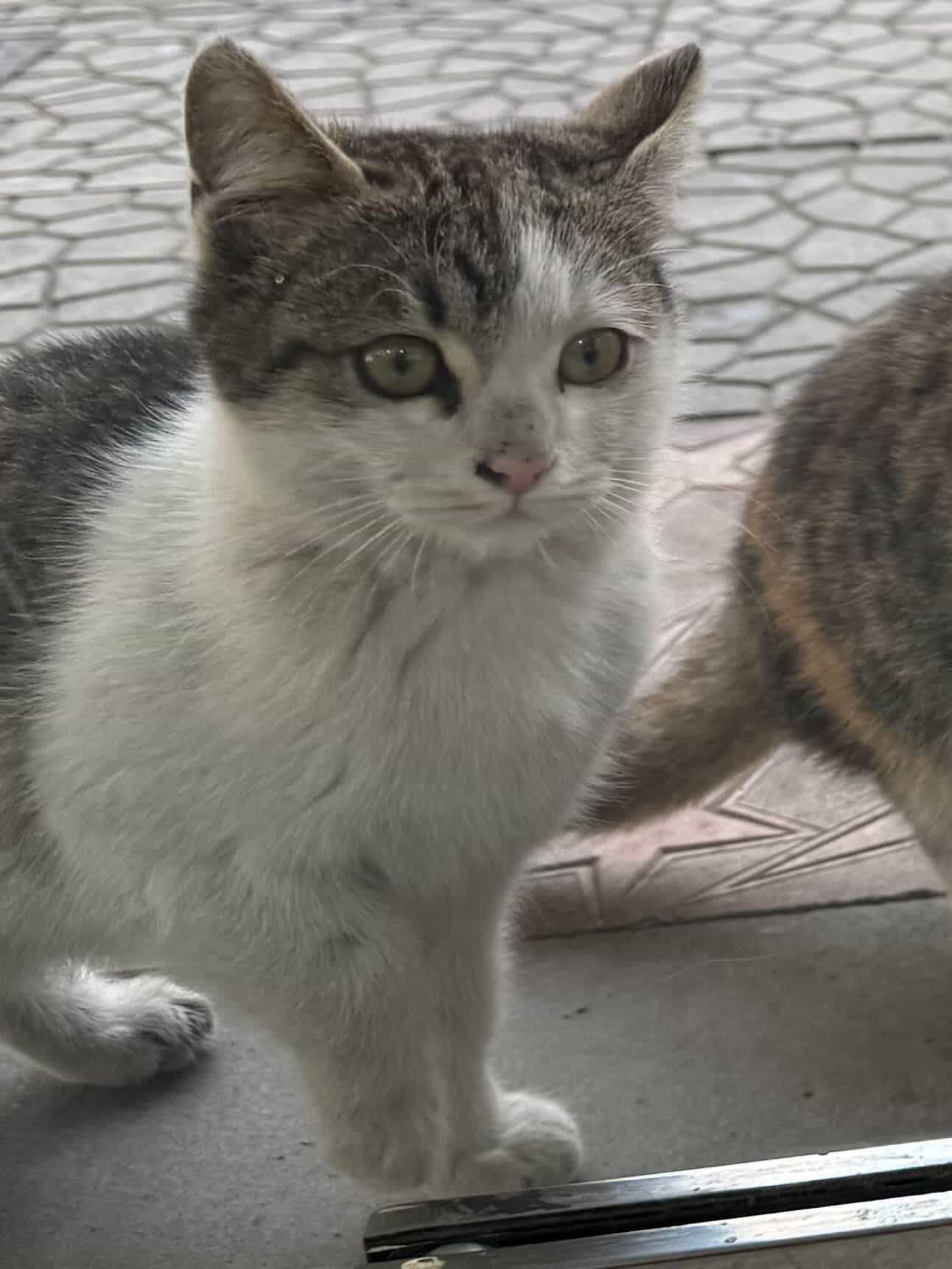 Отдам котиков даром