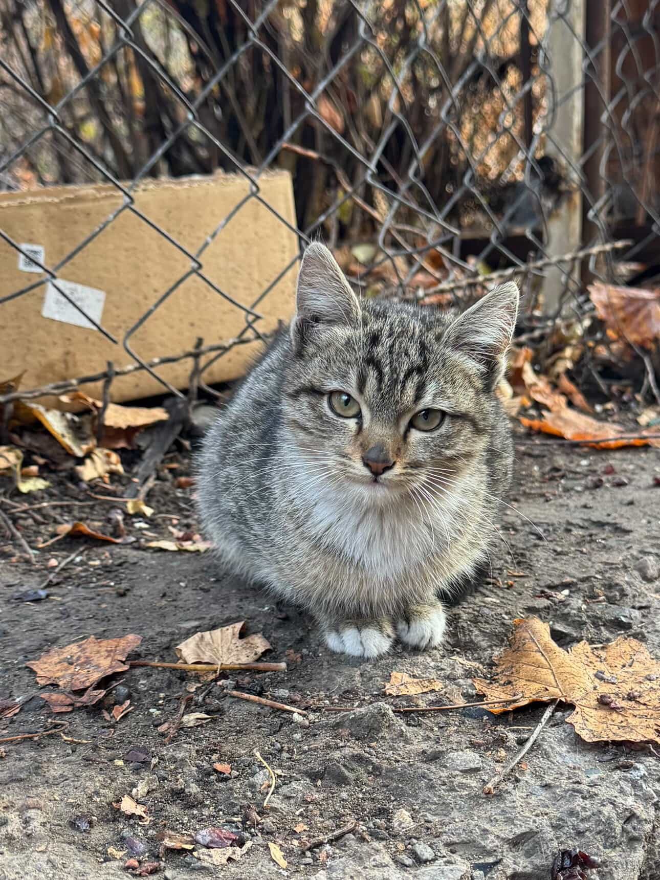 Отдам котиков даром