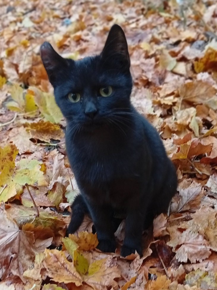 Отдам чёрного котика
