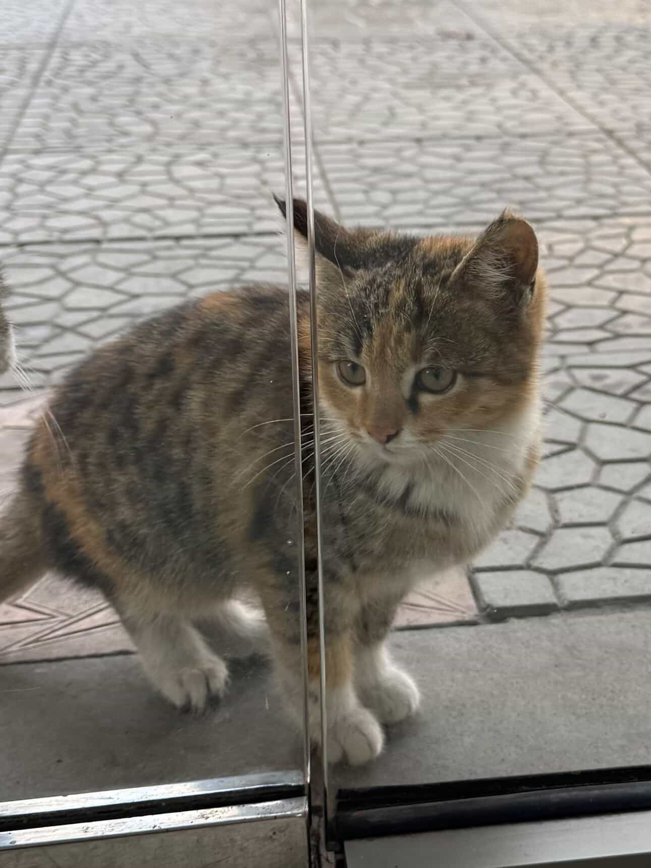 Отдам котиков даром